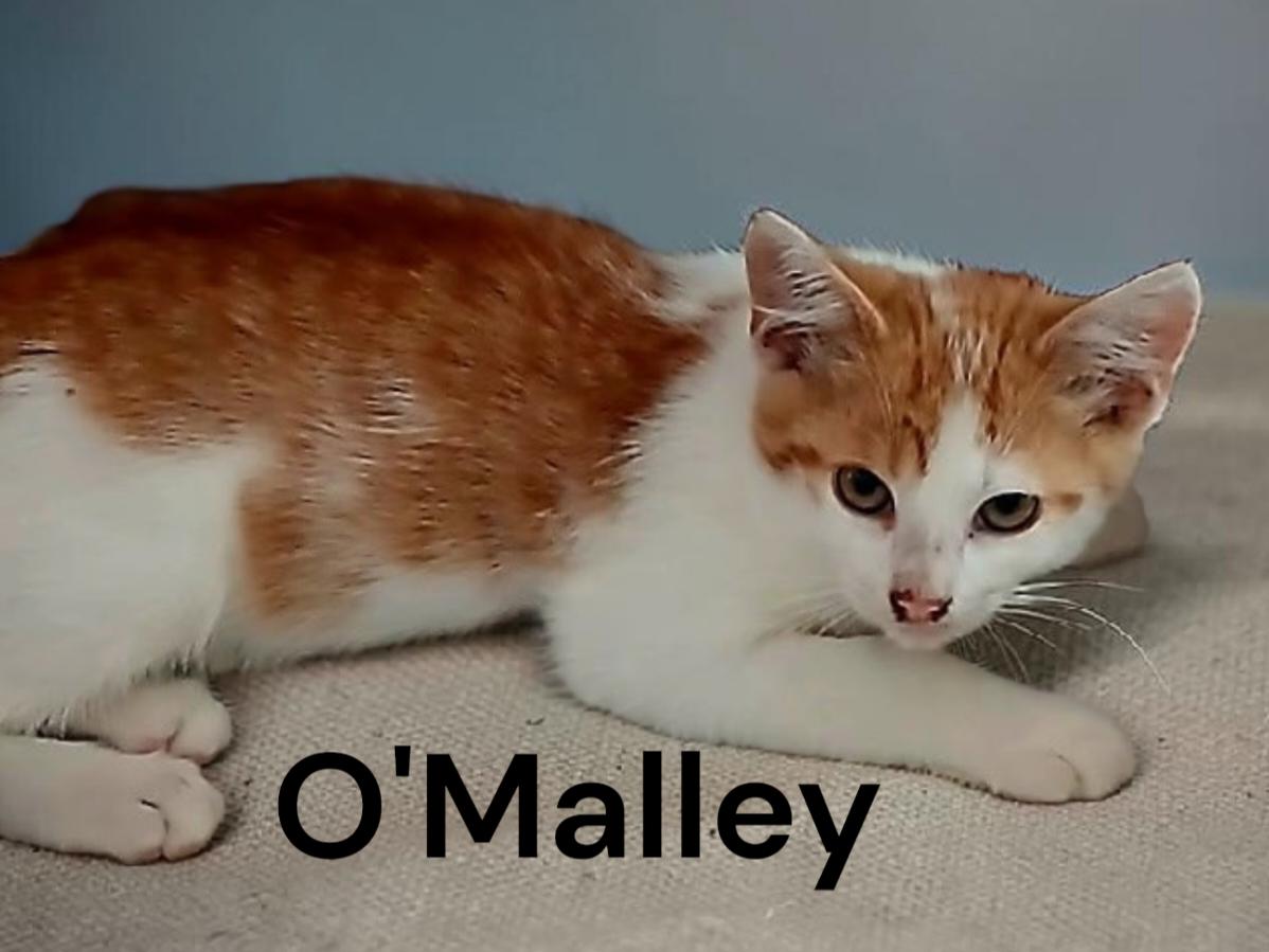 Enlarge O'Malley, a Adoptable Domestic Short Hair in Chesapeake, VA image 3/3