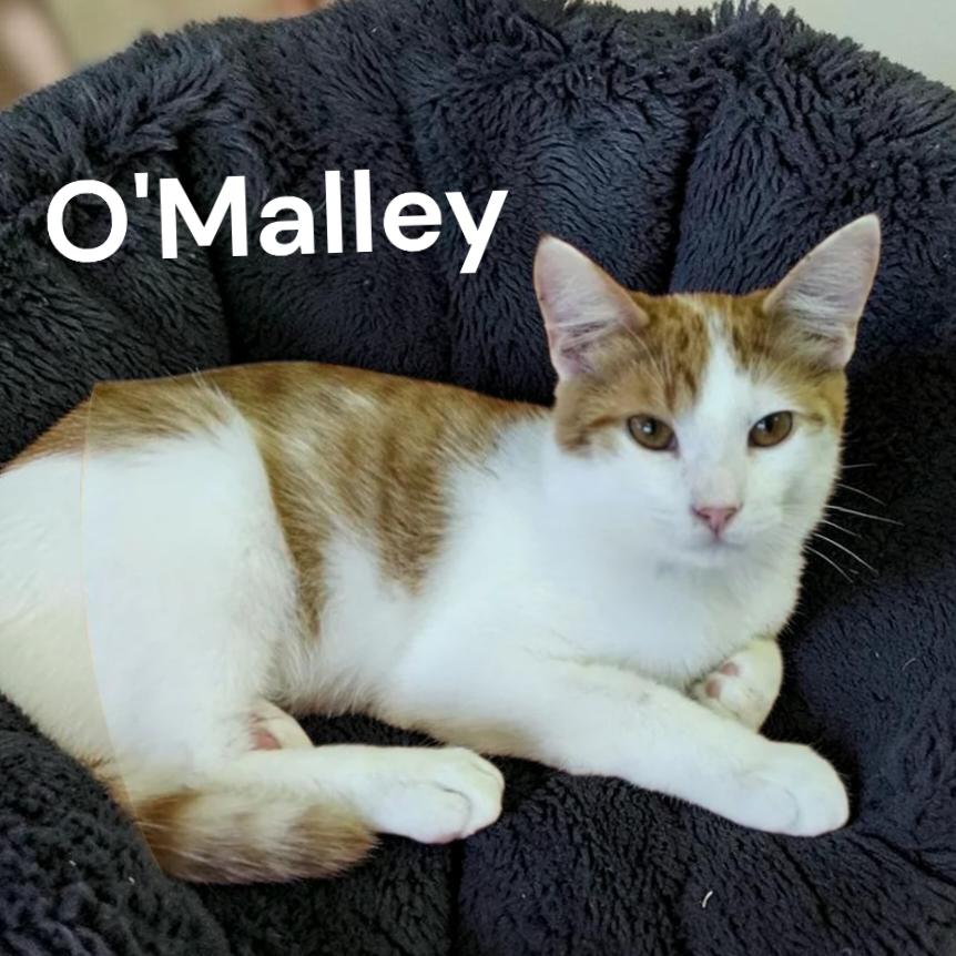 Enlarge O'Malley, a Adoptable Domestic Short Hair in Chesapeake, VA image 2/3