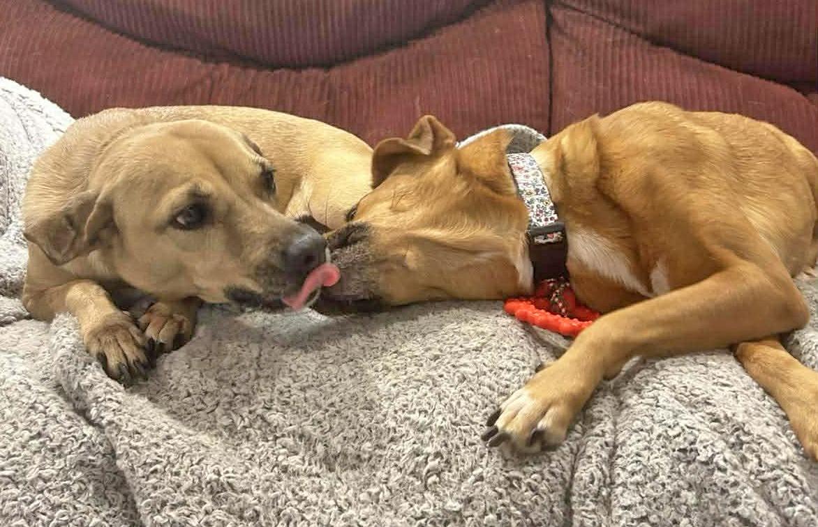 Almond and Auntie Bonded Pair, an adopted mixed breed in Pittsburgh, PA image 2/4