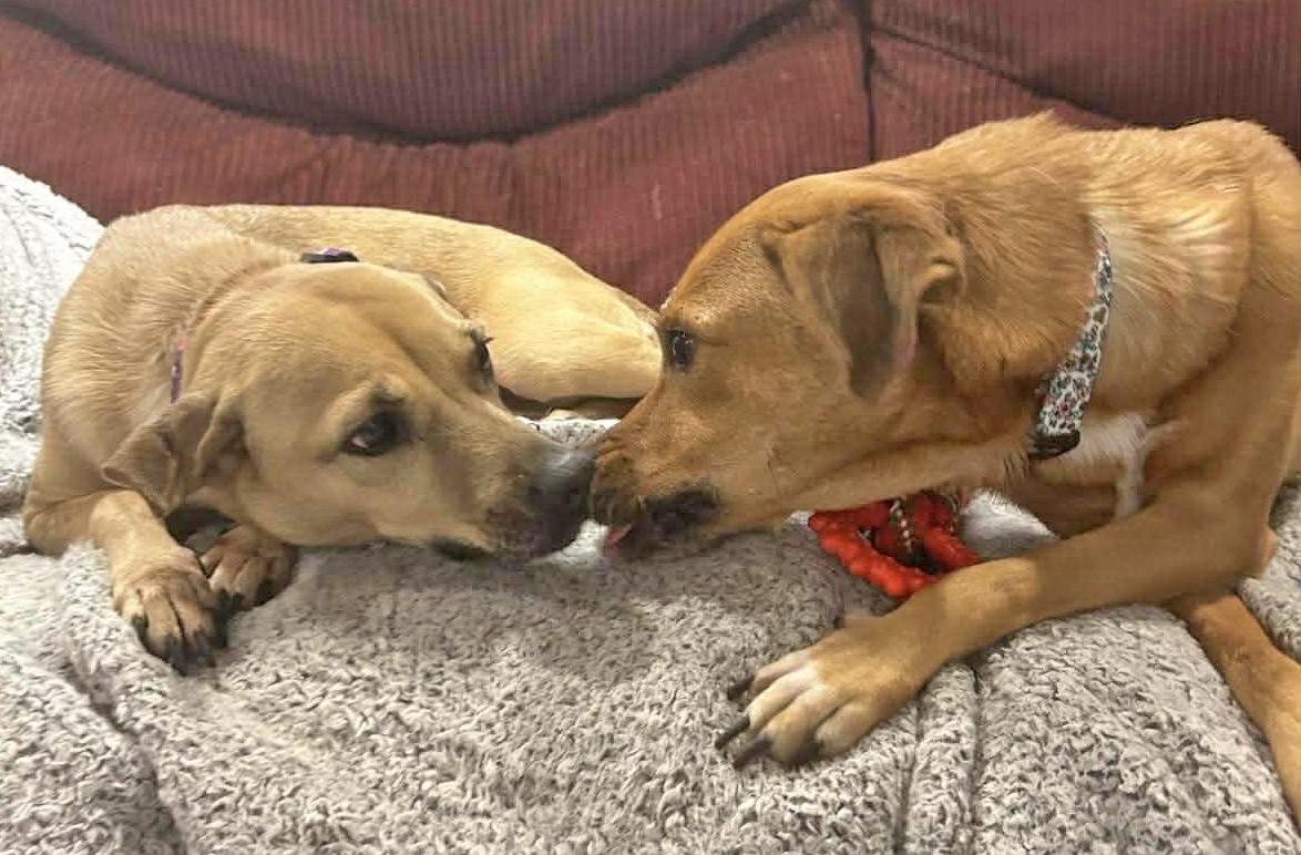 Almond and Auntie Bonded Pair, an adopted mixed breed in Pittsburgh, PA image 3/4