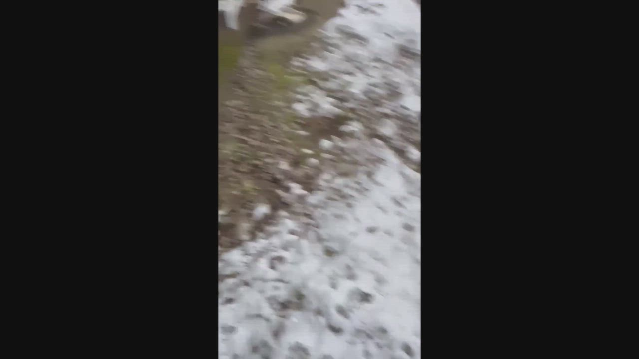 Enlarge Almond and Auntie Bonded Pair, an adopted mixed breed in Pittsburgh, PA video 4/4