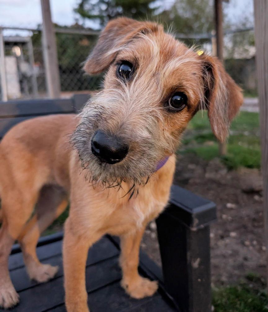 Puppy Hawk thumbnail 2