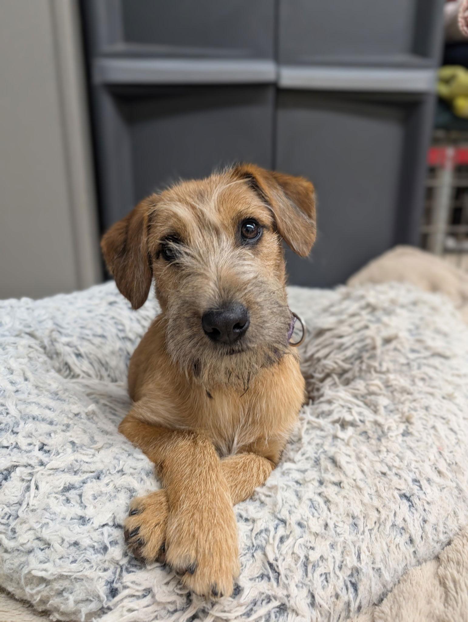 Puppy Hawk thumbnail 3