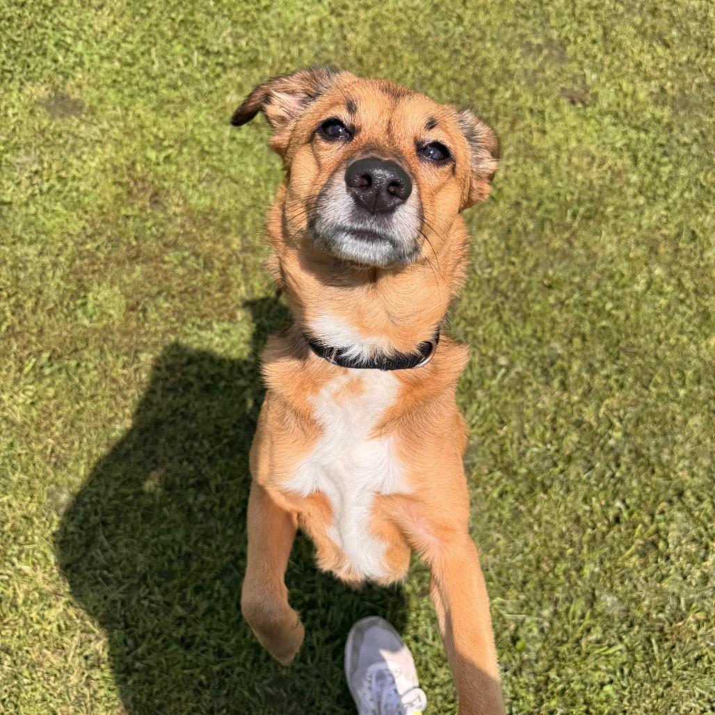 Buster, Adoptable, Adult Male Terrier & Mixed Breed.
