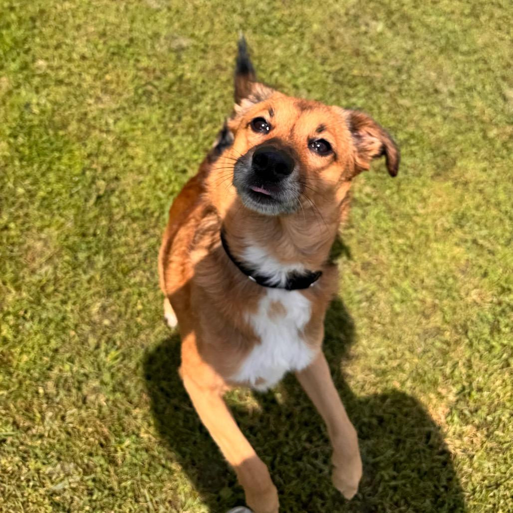 Enlarge Buster, a Adoptable mixed breed in Parkersburg, WV image 2/5