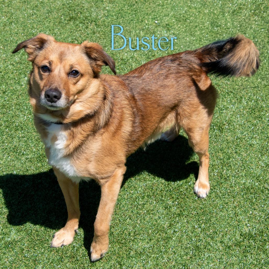 Enlarge Buster, a Adoptable mixed breed in Parkersburg, WV image 3/5