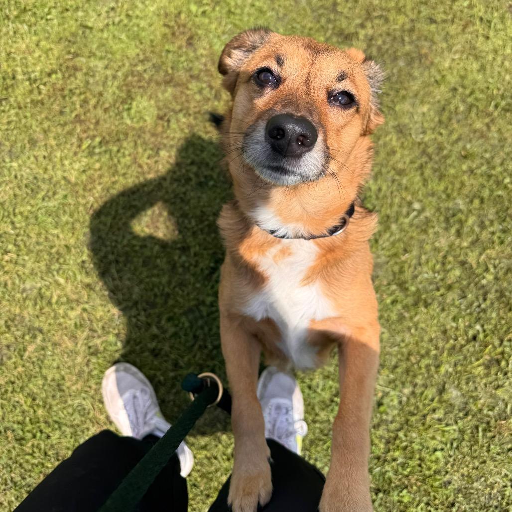 Enlarge Buster, a Adoptable mixed breed in Parkersburg, WV image 4/5