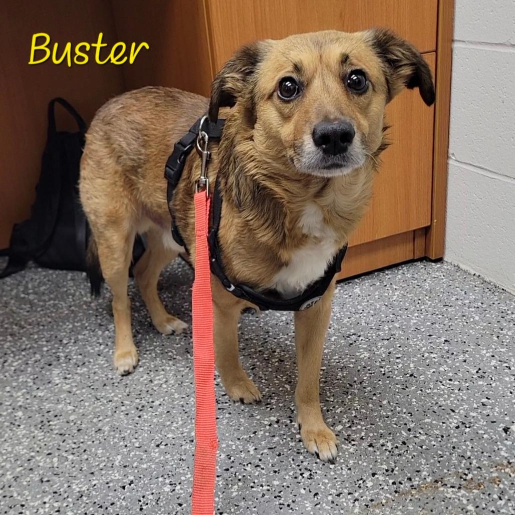 Enlarge Buster, a Adoptable mixed breed in Parkersburg, WV image 5/5