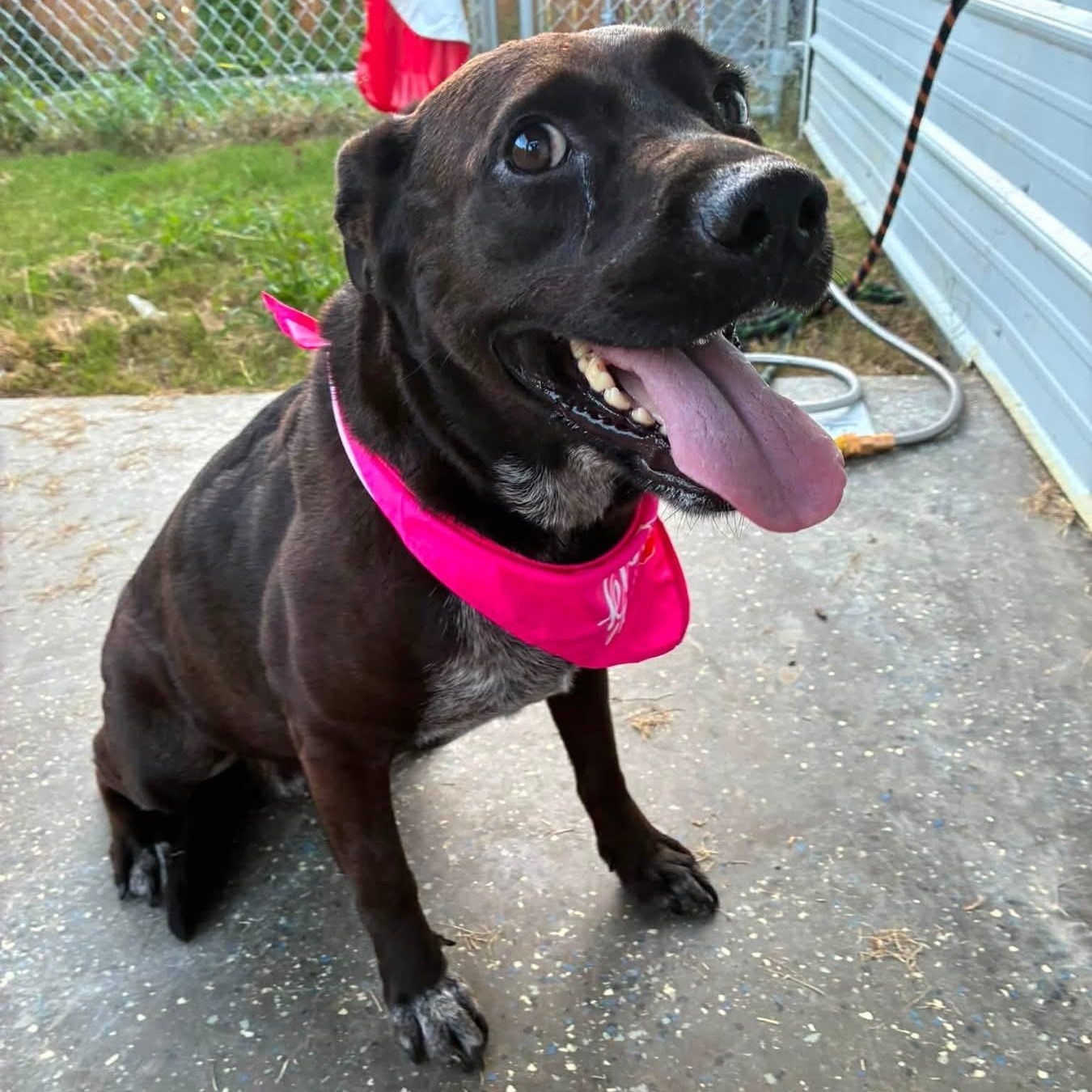Enlarge Clairy, a Adoptable mixed breed in biddeford , ME image 2/6