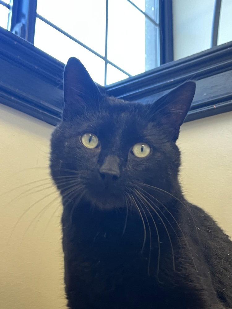 Bill Murray, Adoptable, Adult Male Domestic Short Hair.