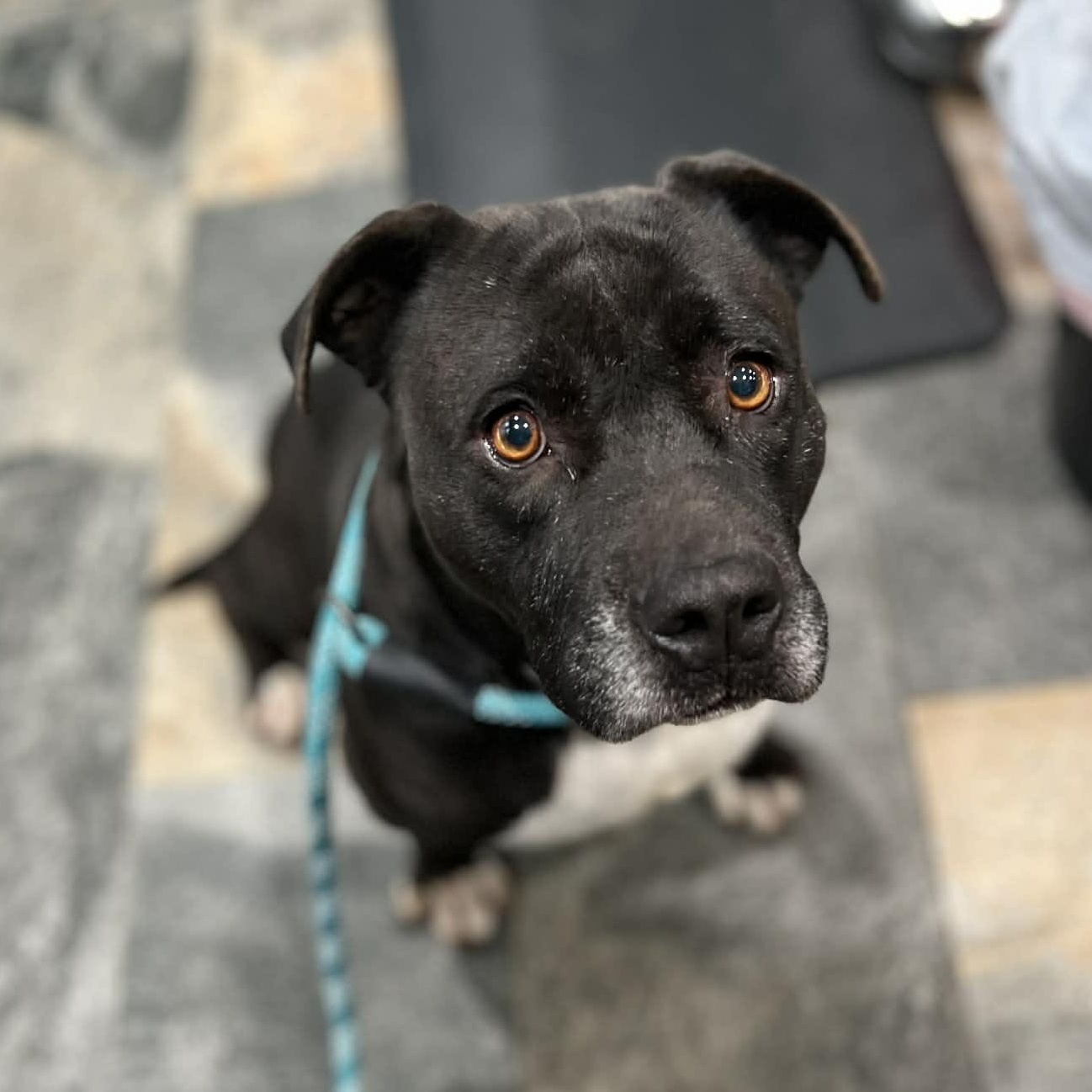 Enlarge Mama Dog, a Adoptable mixed breed in Sherman, TX image 2/2