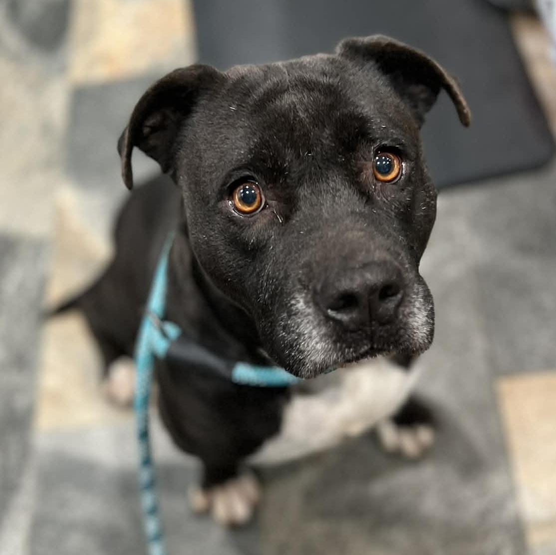 Mama Dog, Adoptable, Adult Female Pit Bull Terrier.