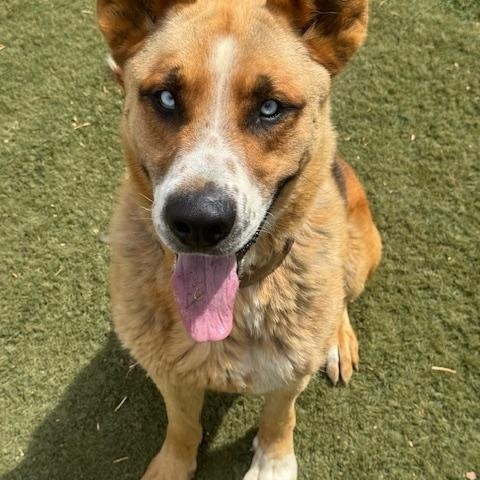 Enlarge Joey, an adoptable mixed breed in Agua Dulce, CA image 4/4