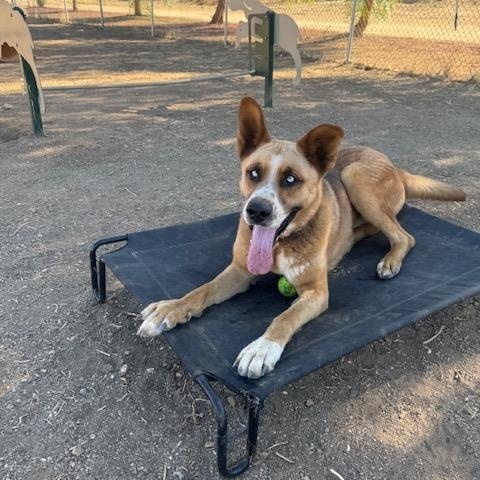 Enlarge Joey, a Adoptable mixed breed in Agua Dulce, CA image 3/5