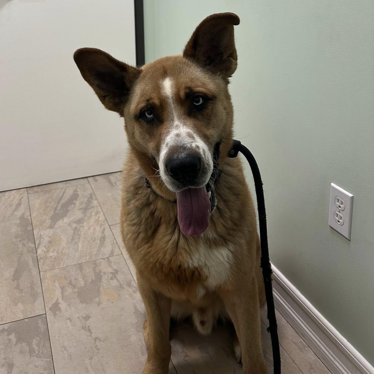 Enlarge Joey, a ADOPTABLE mixed breed in Agua Dulce, CA image 1/2