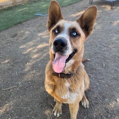 Joey, Adoptable, Adult Male Shepherd & Australian Cattle Dog / Blue Heeler.