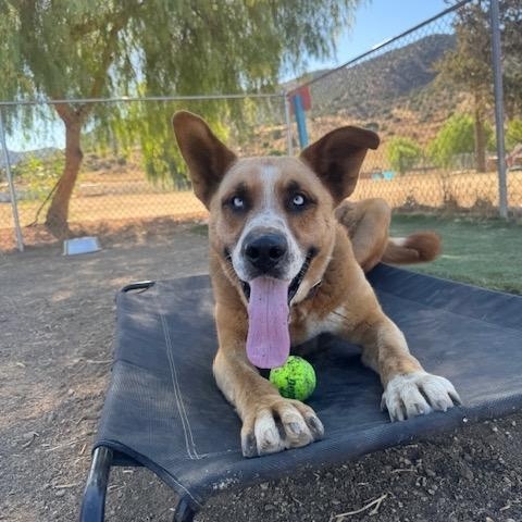 Enlarge Joey, a Adoptable mixed breed in Agua Dulce, CA image 2/5