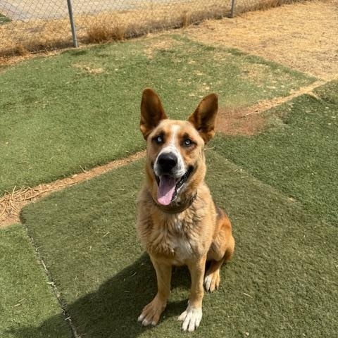 Joey, adoptable, Adult Male Shepherd & Australian Cattle Dog / Blue Heeler.