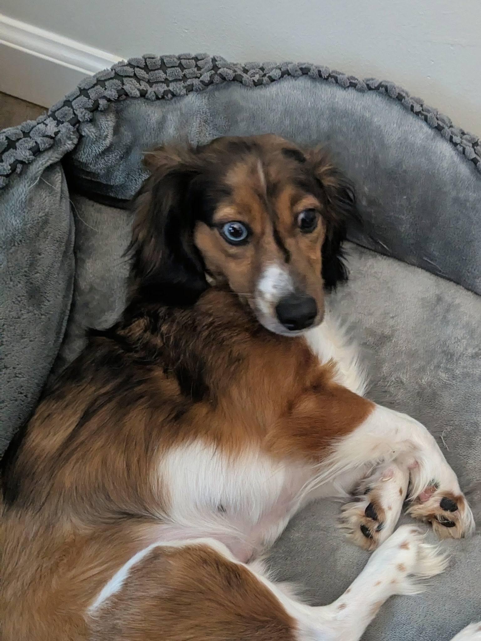 Enlarge Bernie, a ADOPTABLE mixed breed in Plant City, FL image 3/3