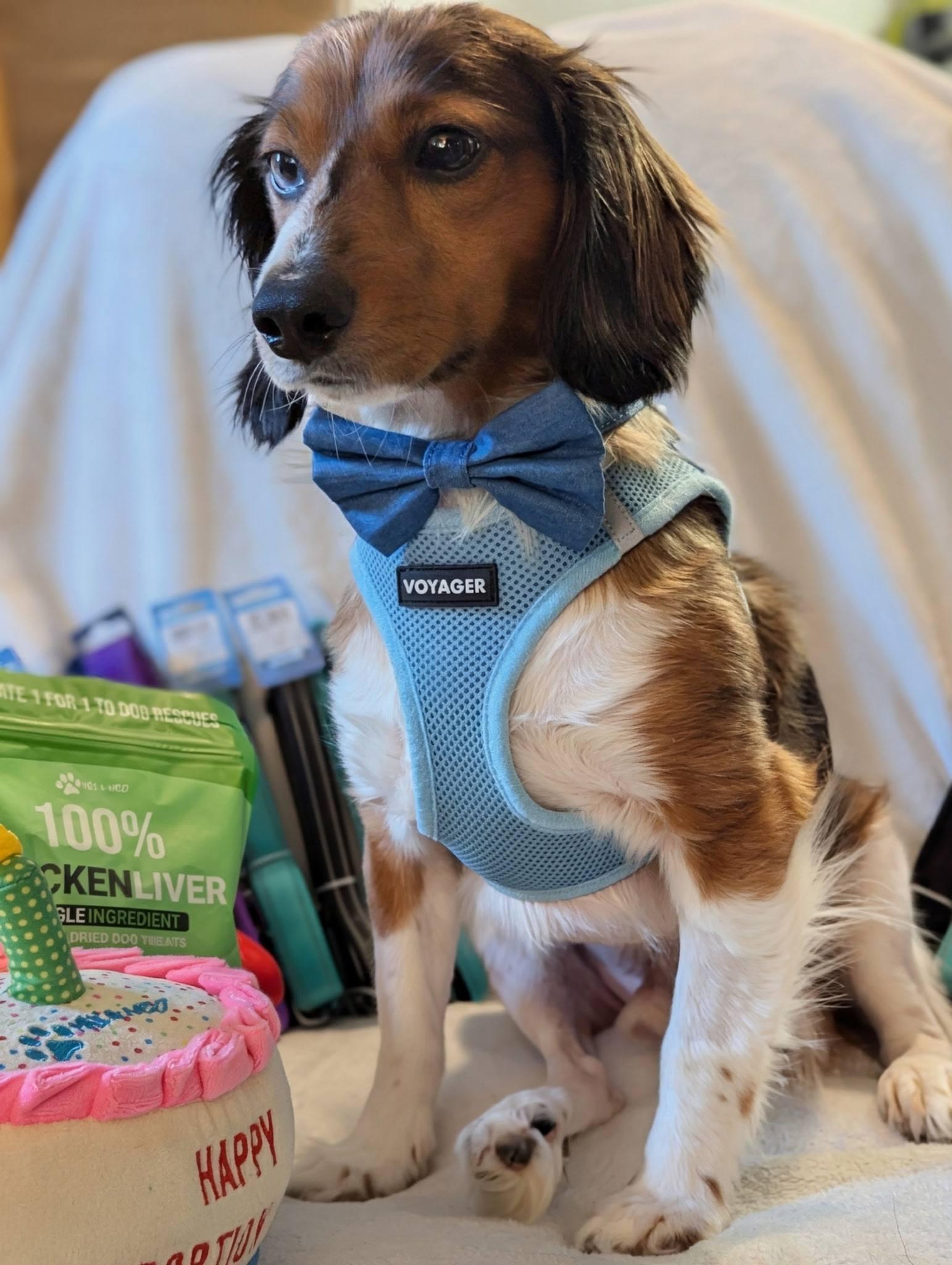 Enlarge Bernie, a ADOPTABLE mixed breed in Plant City, FL image 2/3