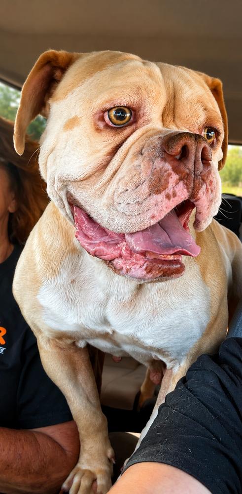 Enlarge Jazzy, a Adoptable American Bulldog in Wilton, CA image 2/4