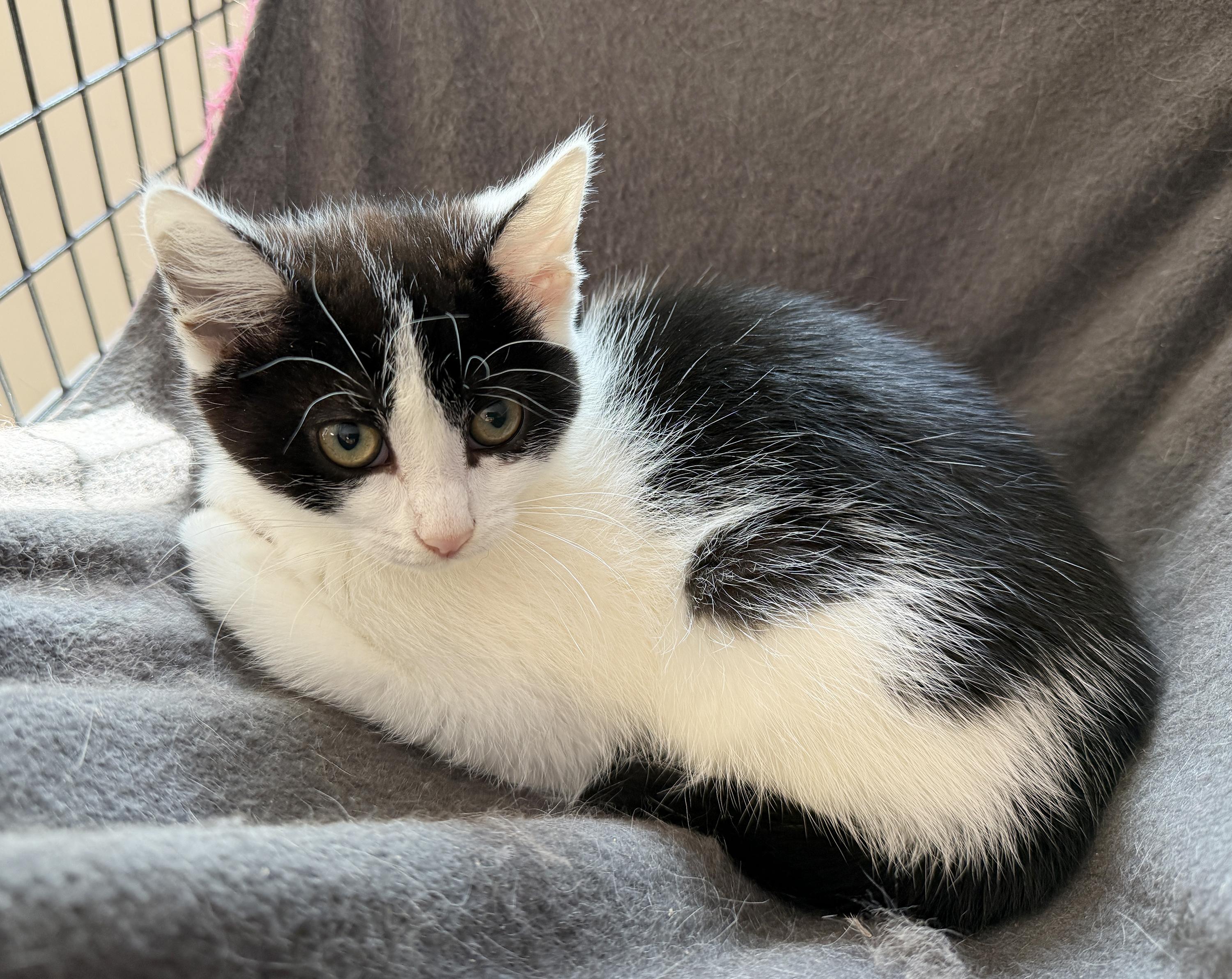 Enlarge LOCAL KITTEN, Magnolia, an adopted mixed breed in Clayville, RI image 6/6