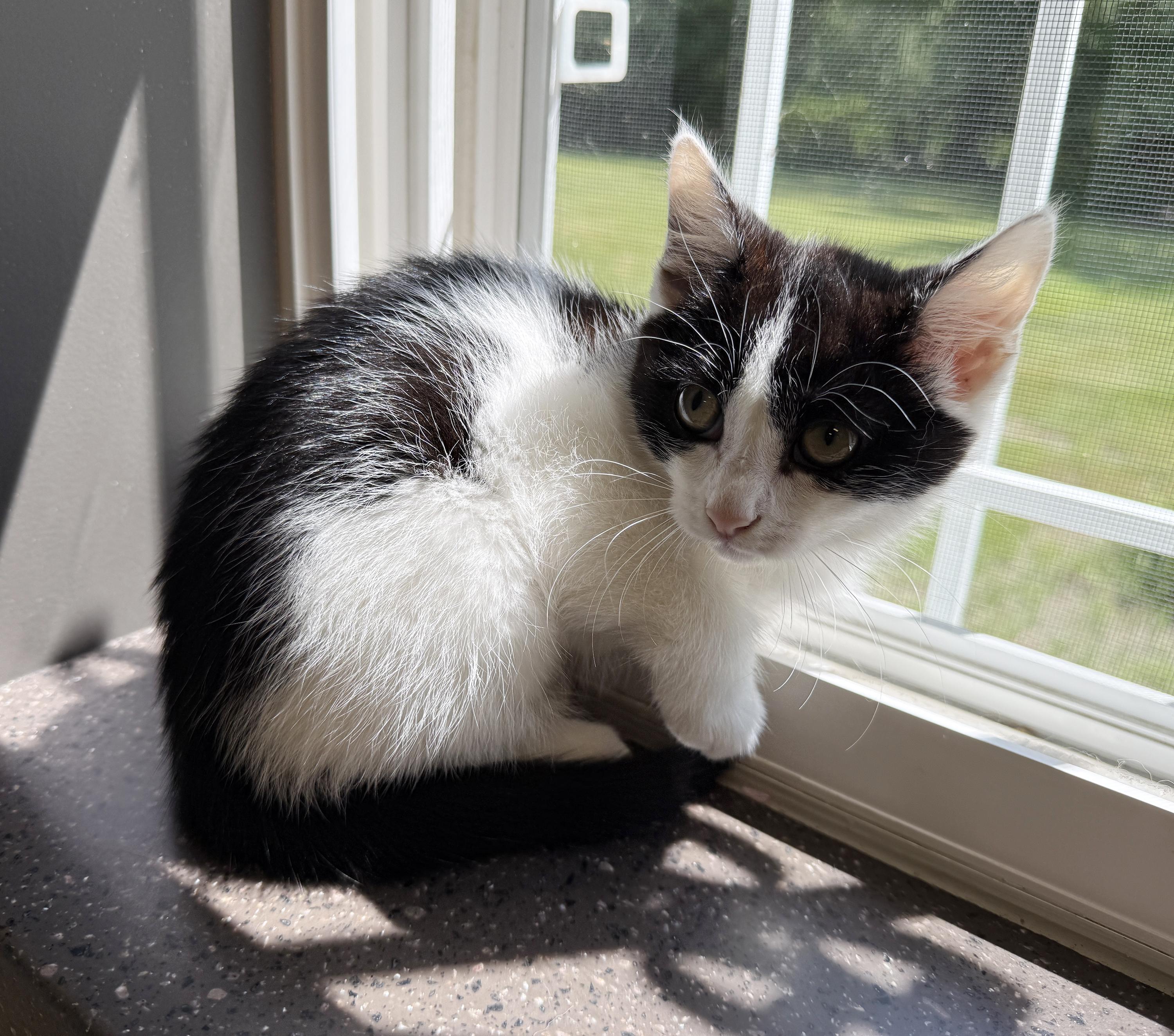 Enlarge LOCAL KITTEN, Magnolia, an adopted mixed breed in Clayville, RI image 2/6