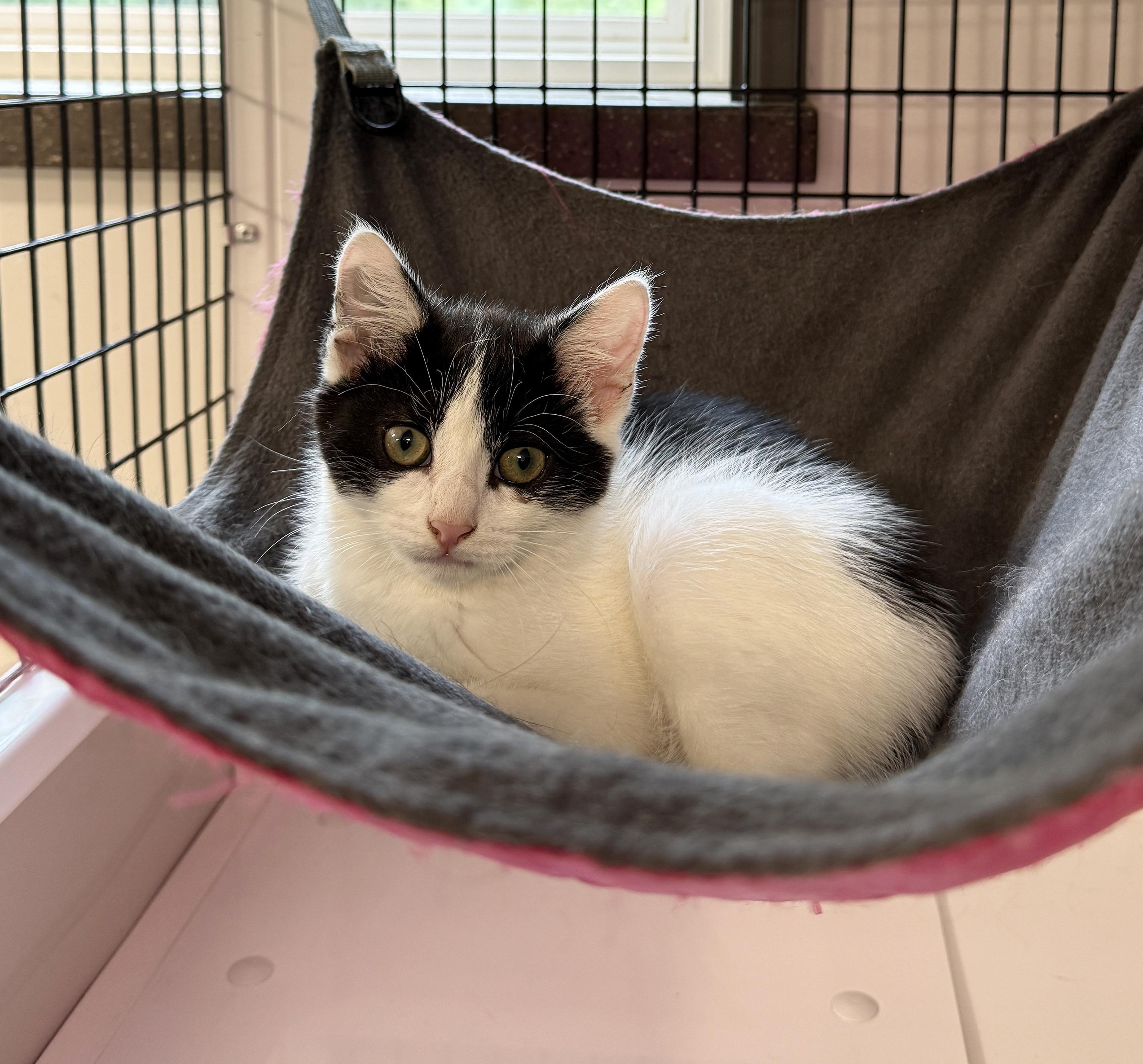 Enlarge LOCAL KITTEN, Magnolia, an adopted mixed breed in Clayville, RI image 3/6