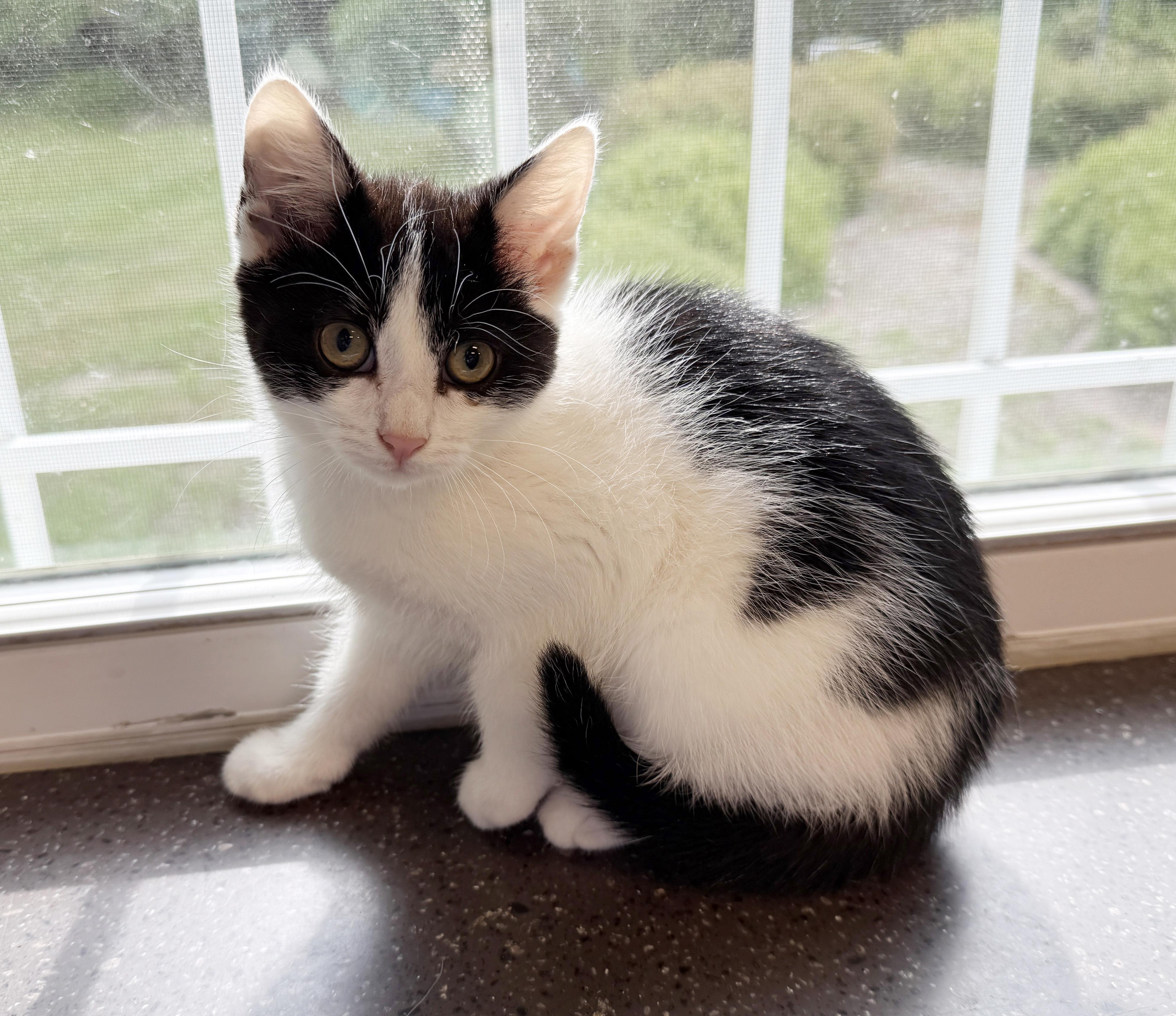 Enlarge LOCAL KITTEN, Magnolia, an adopted mixed breed in Clayville, RI image 5/6