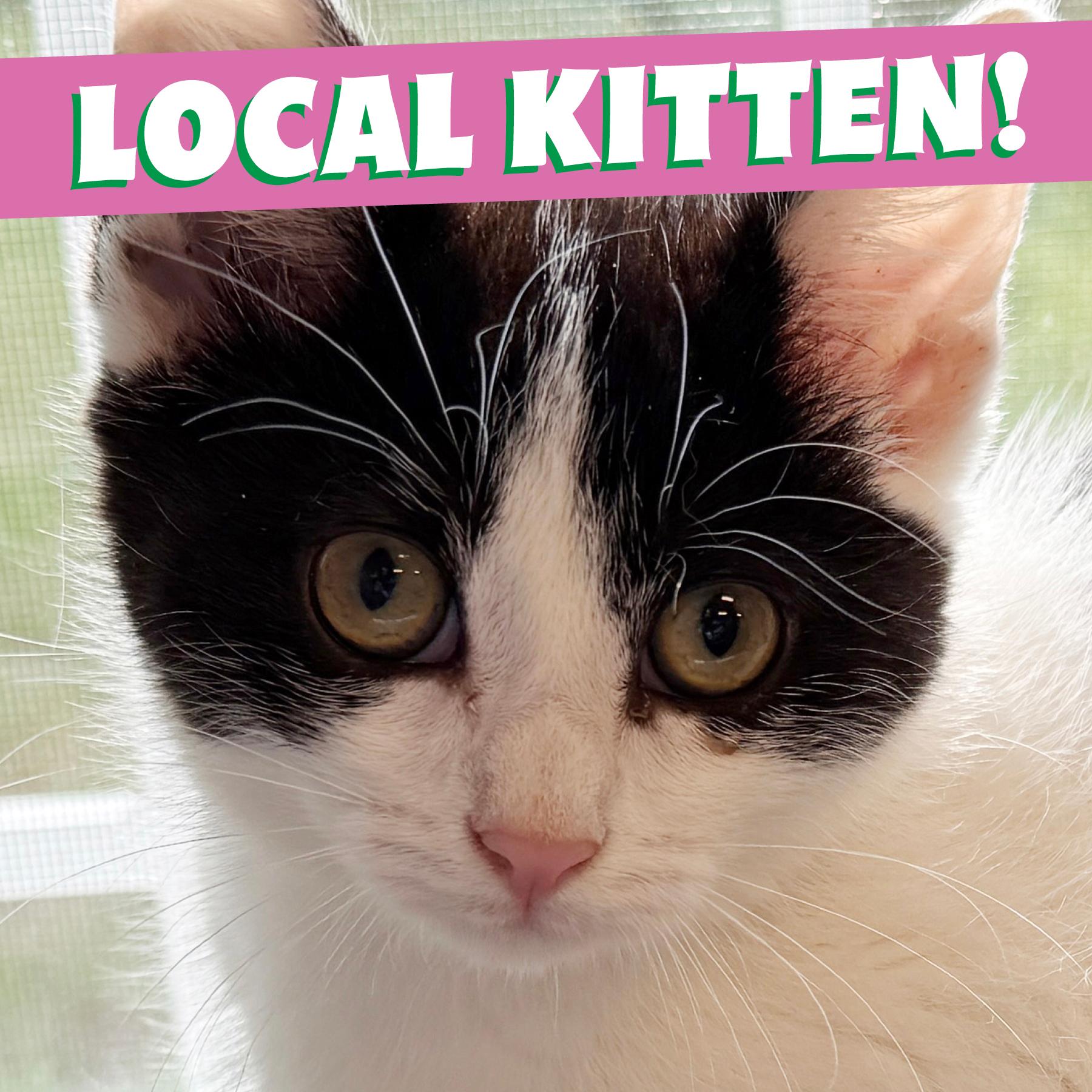 LOCAL KITTEN, Magnolia, adopted, Kitten Female Domestic Short Hair.