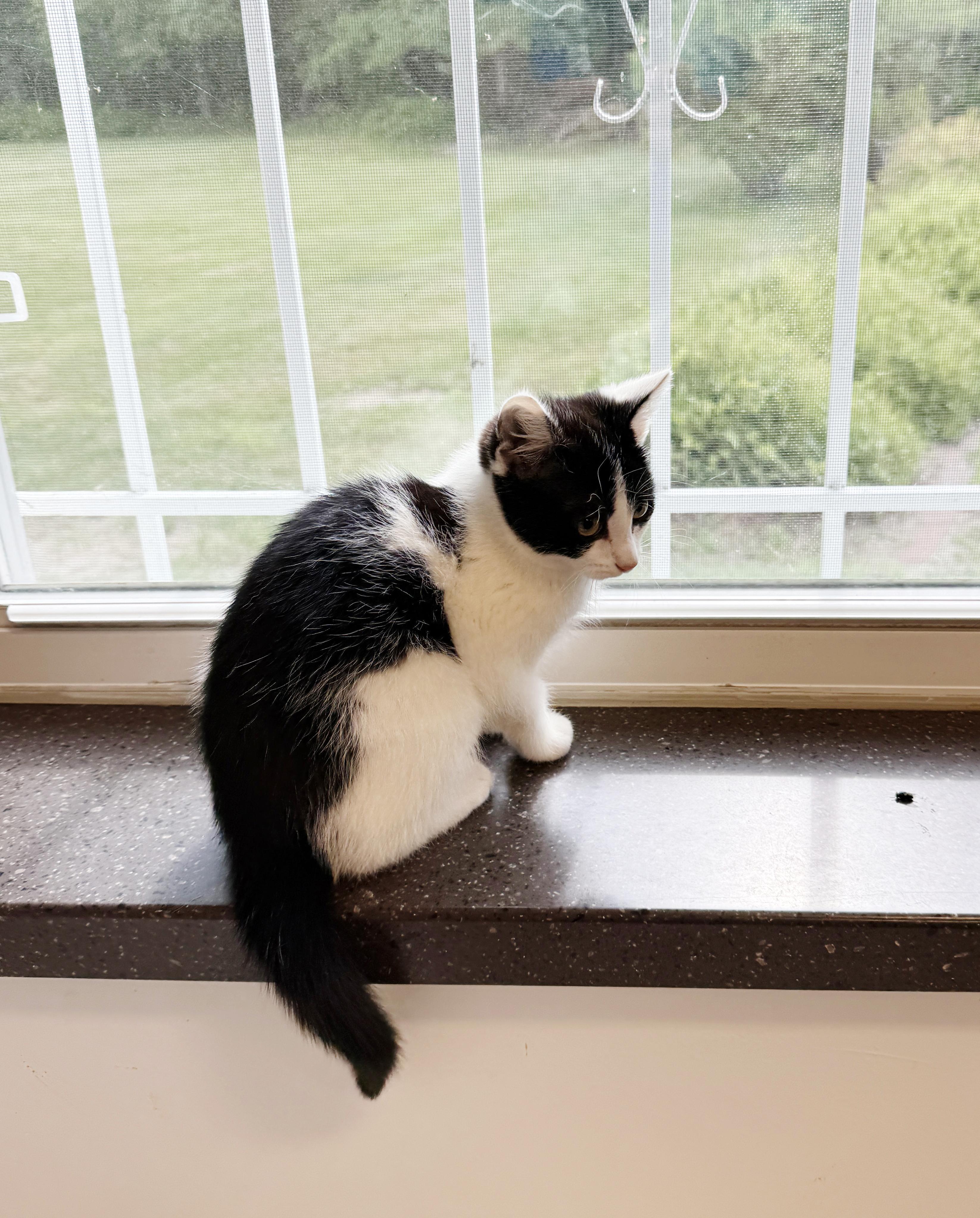 Enlarge LOCAL KITTEN, Magnolia, an adopted mixed breed in Clayville, RI image 4/6