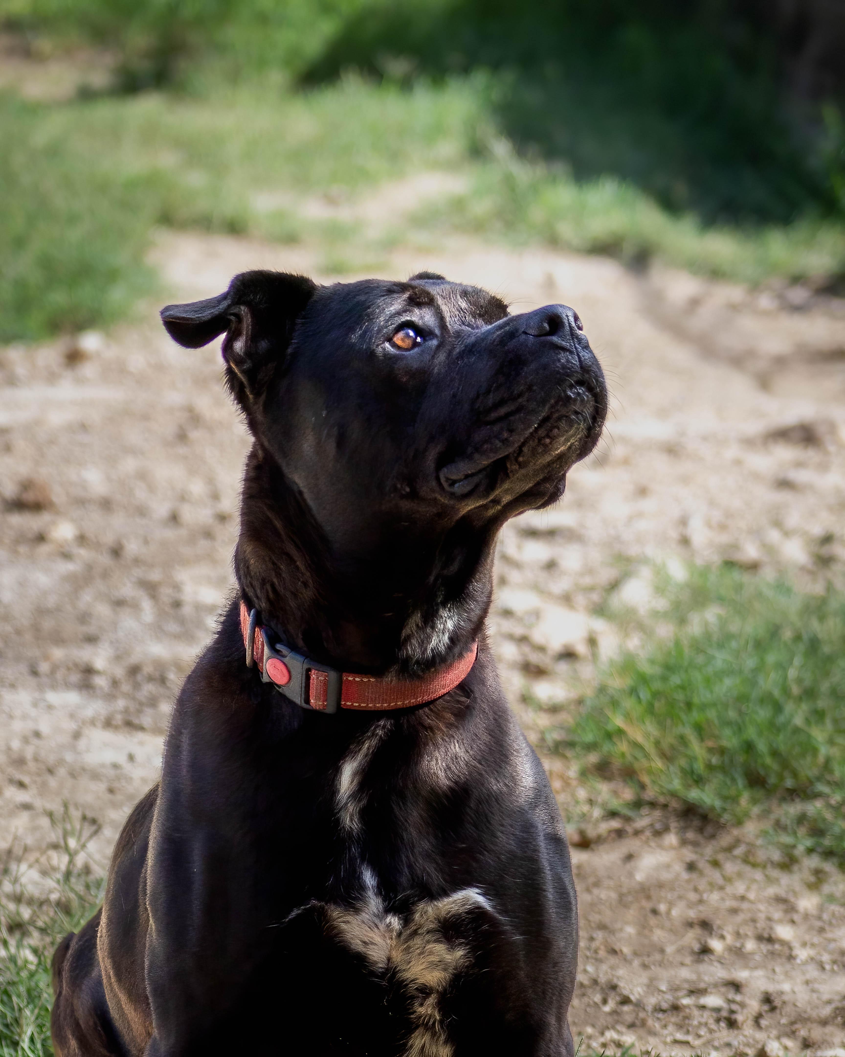 Delilah, a Adoptable mixed breed in Lago Vista, TX image 4/6