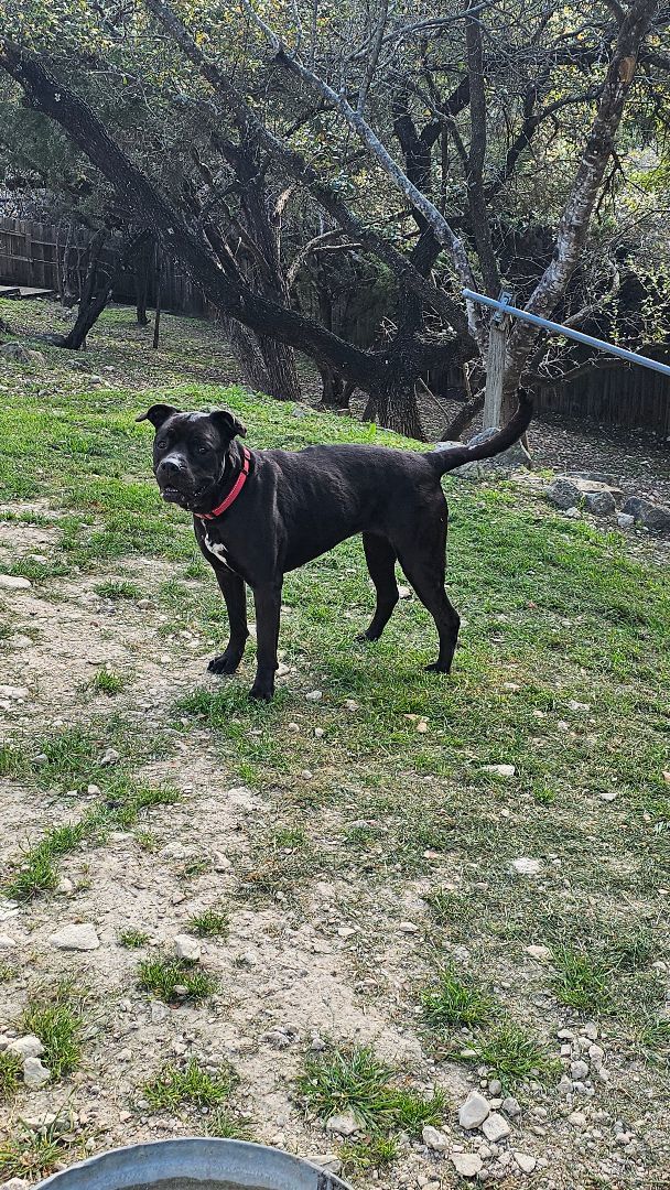 Delilah, a Adoptable mixed breed in Lago Vista, TX image 6/8