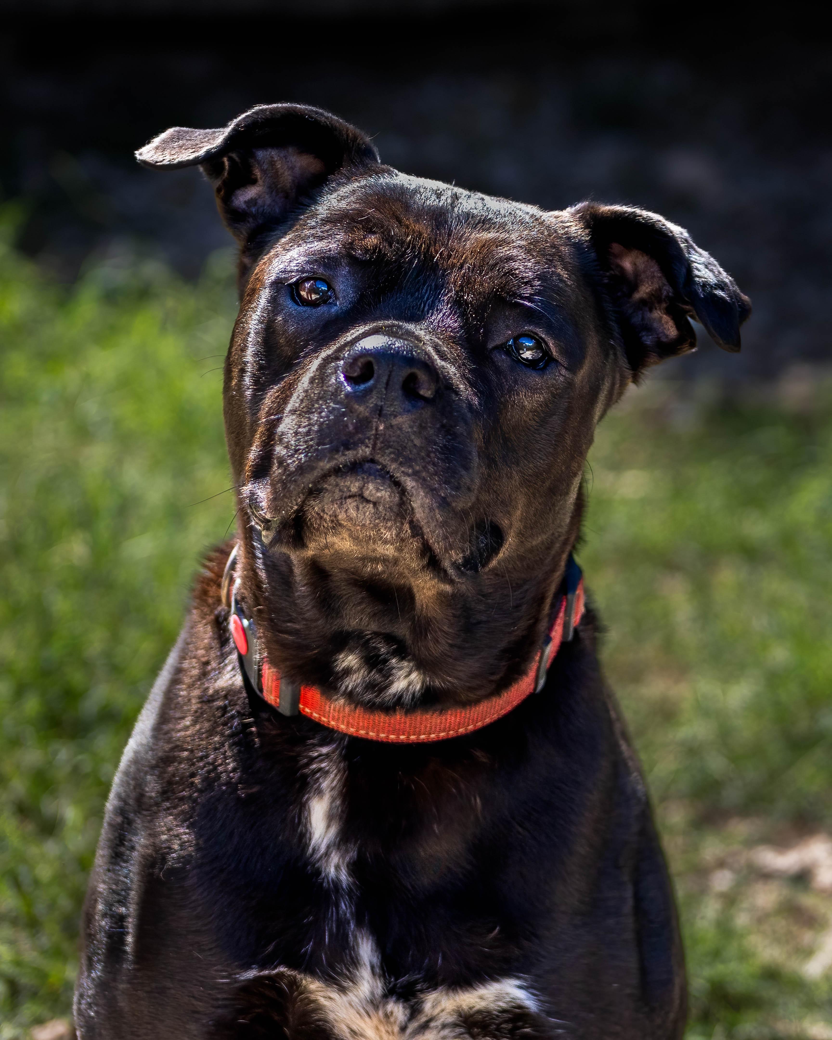 Delilah, Adoptable, Adult Female Rottweiler & Labrador Retriever.