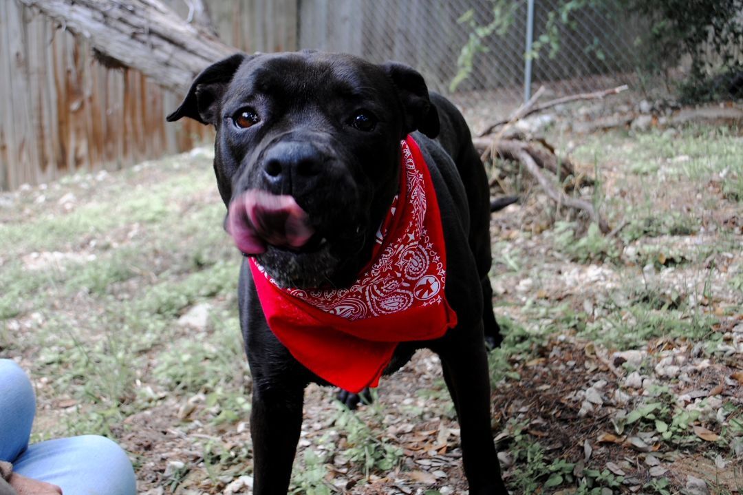 Delilah, a Adoptable mixed breed in Lago Vista, TX image 1/8