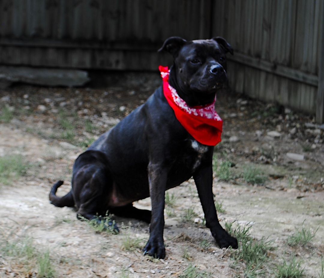 Delilah, a Adoptable mixed breed in Lago Vista, TX image 5/8