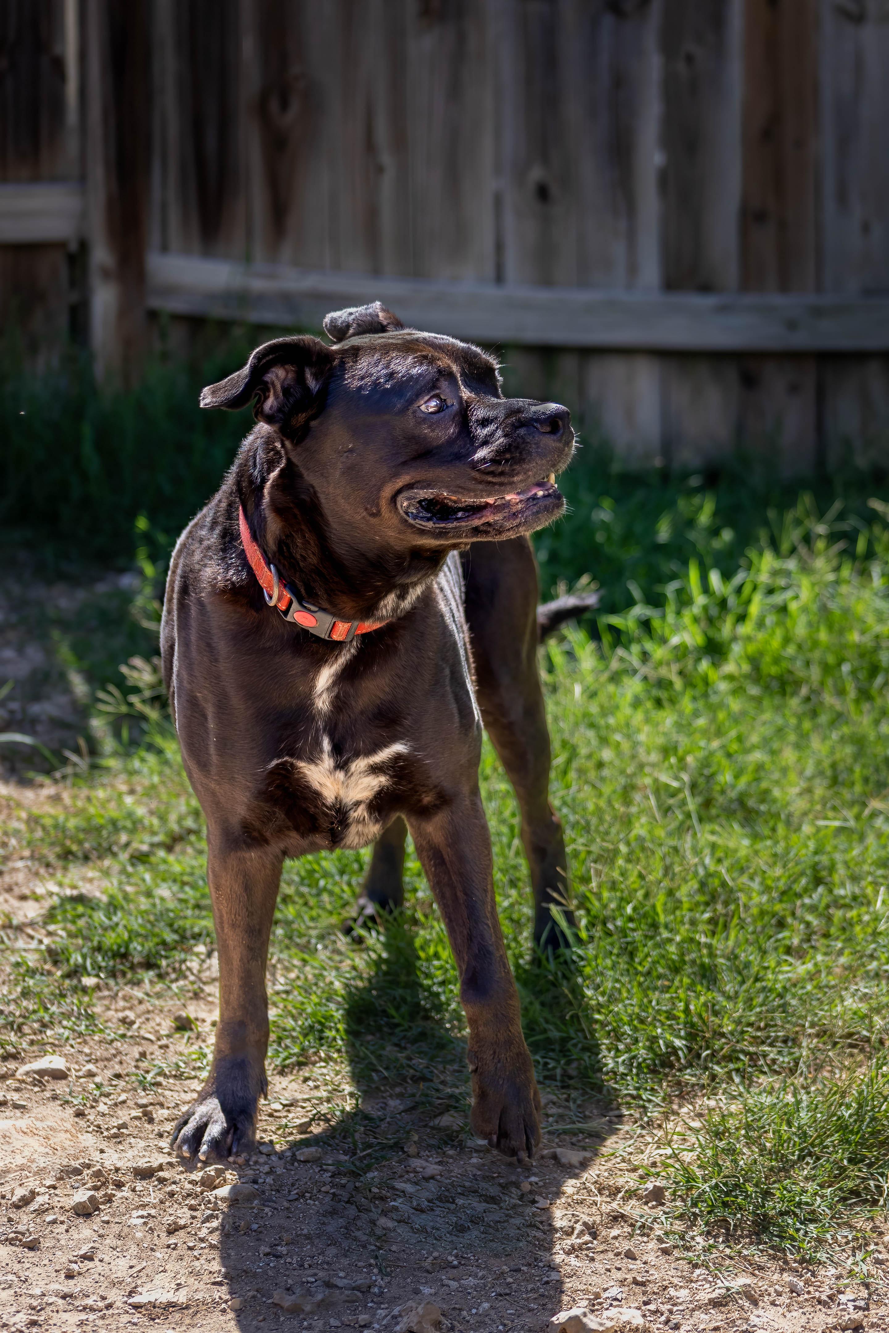 Delilah, a Adoptable mixed breed in Lago Vista, TX image 2/6