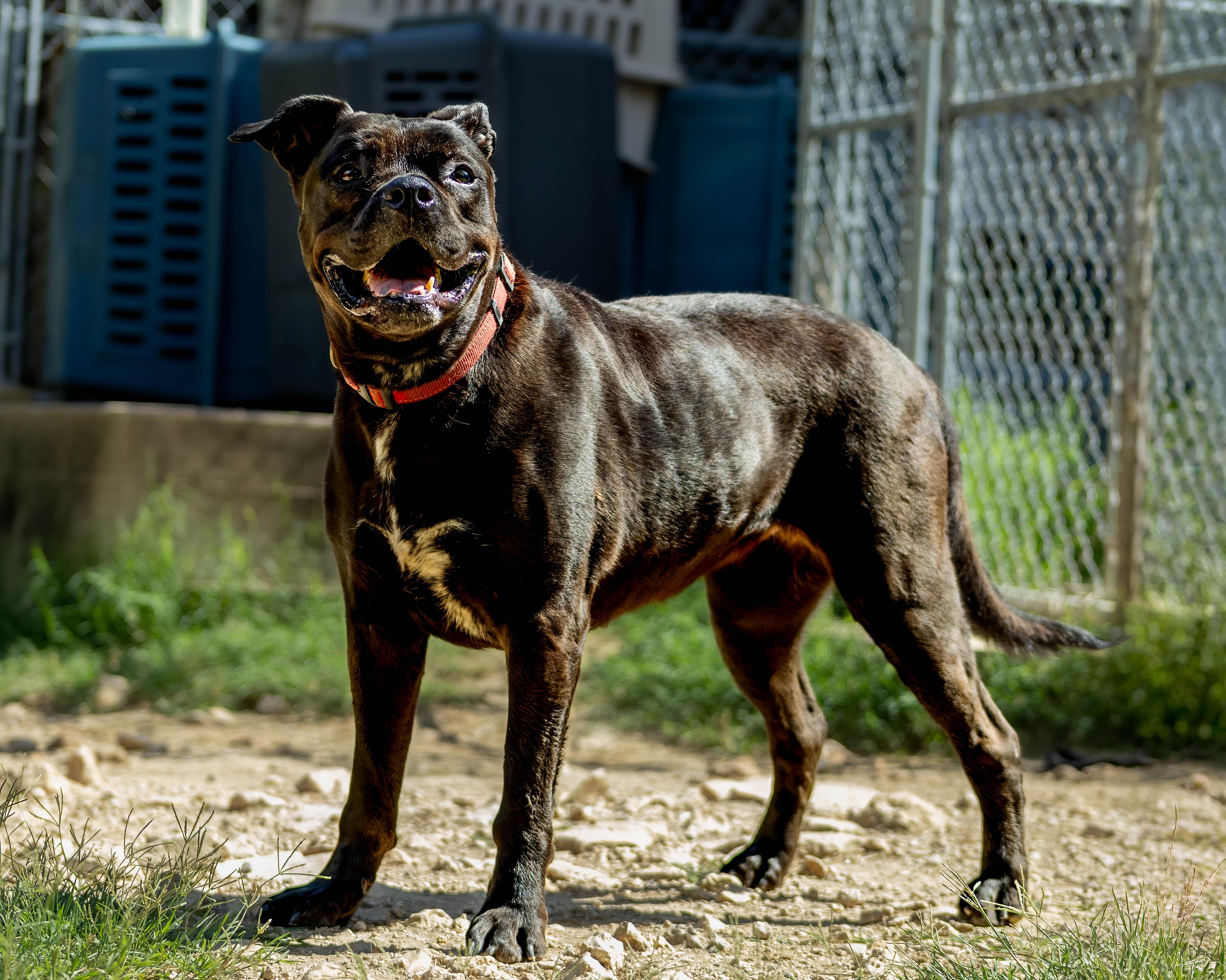 Delilah, a Adoptable mixed breed in Lago Vista, TX image 5/6