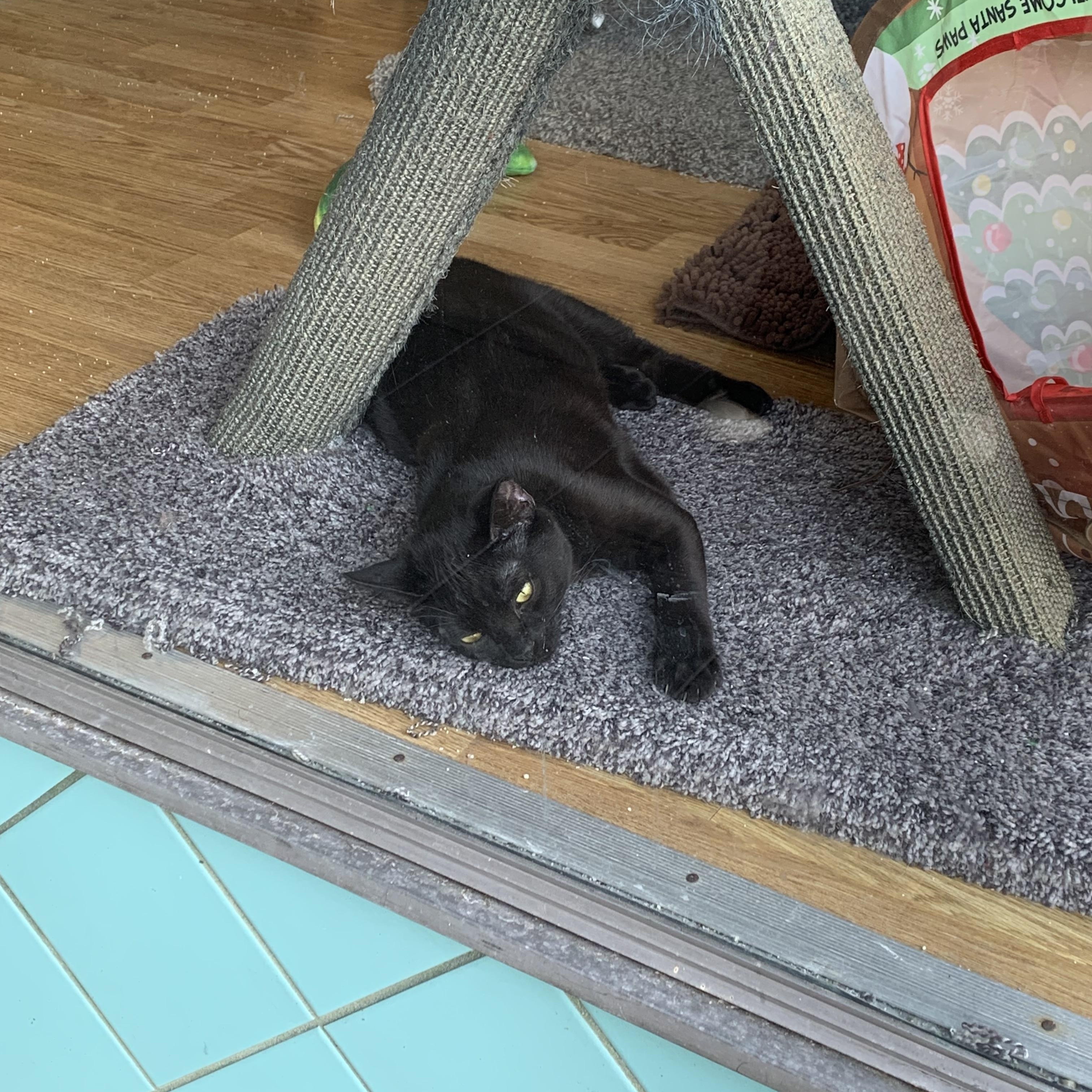 Watercolor, an adopted Domestic Short Hair in Kelso, WA image 4/6