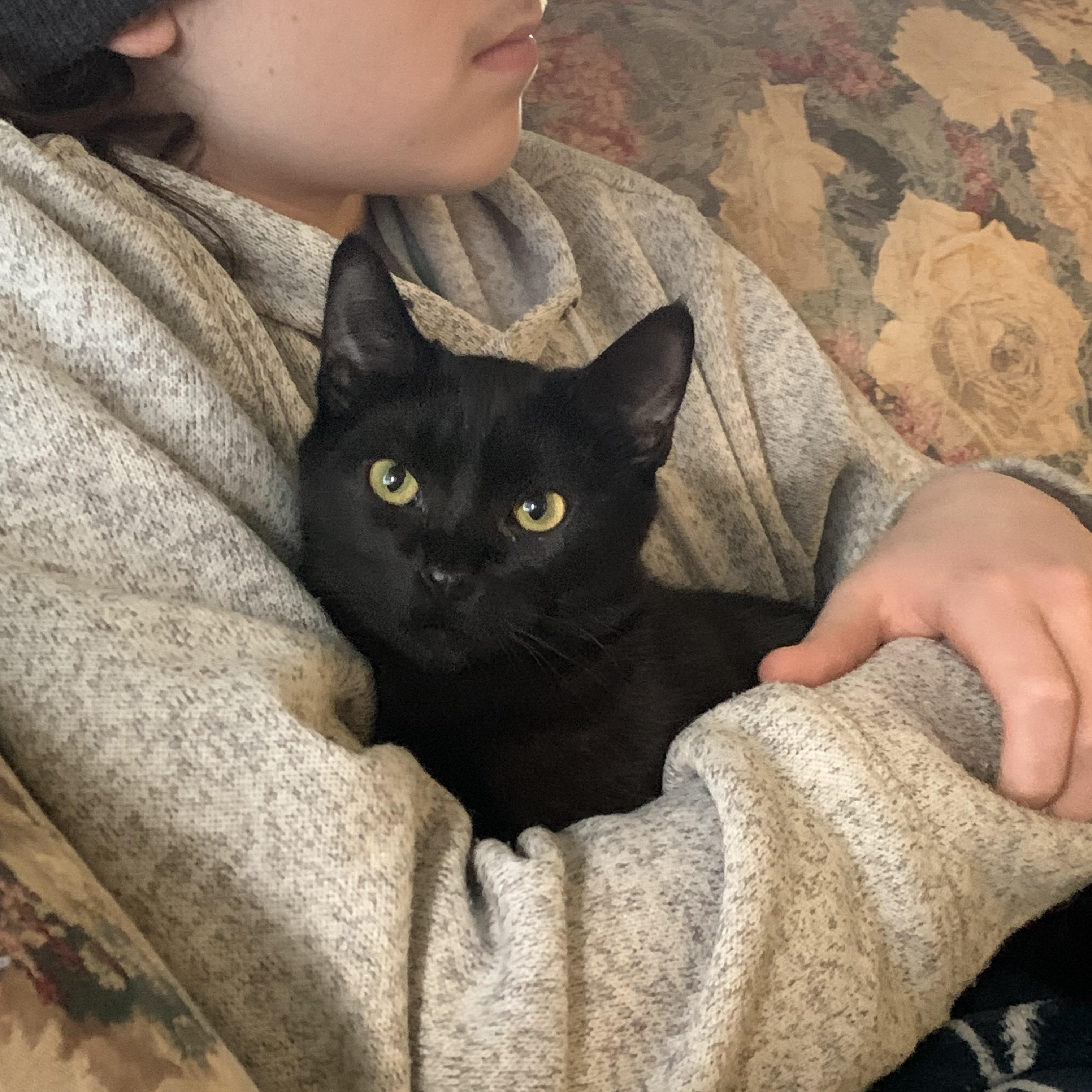 Watercolor, an adopted Domestic Short Hair in Kelso, WA image 1/6