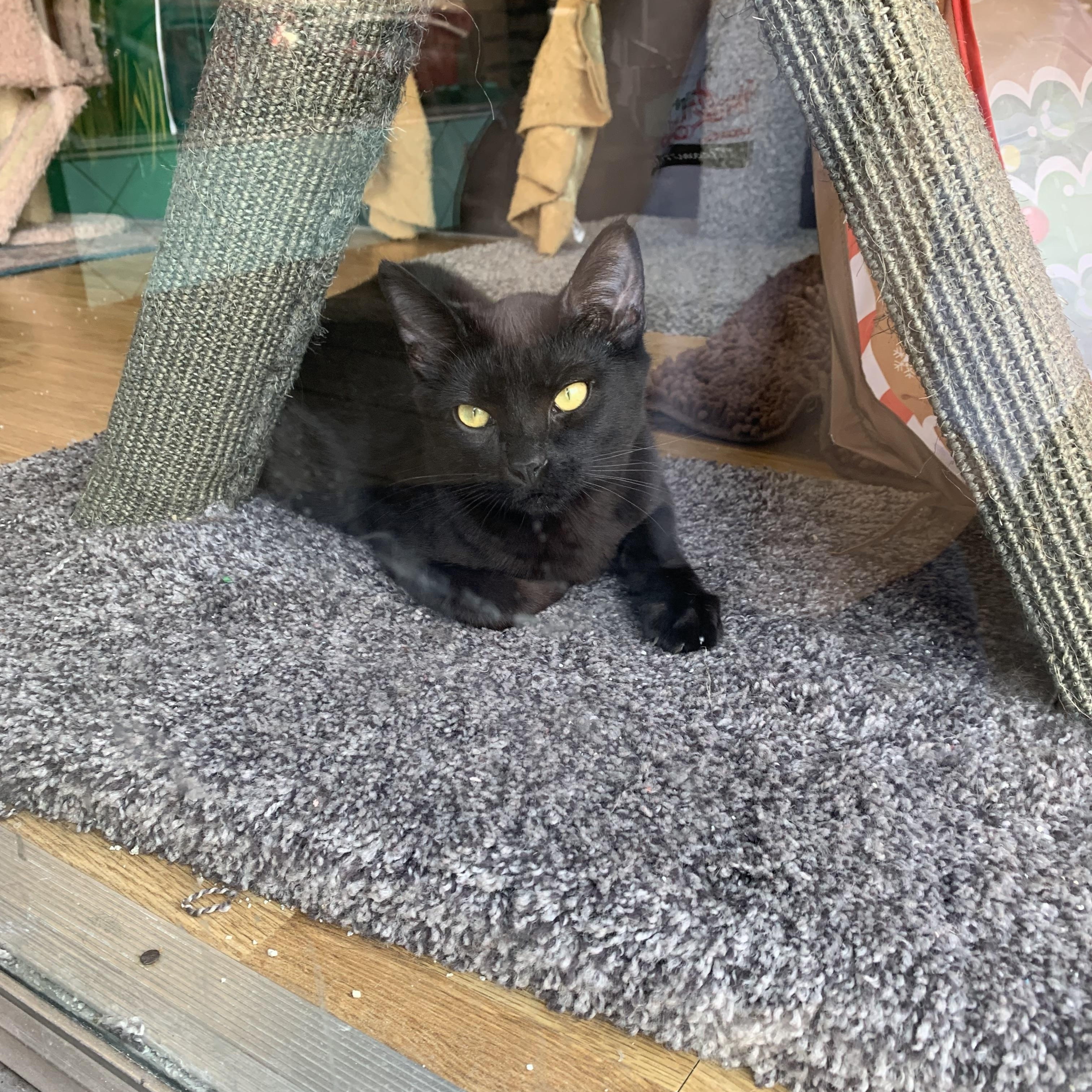 Watercolor, an adopted Domestic Short Hair in Kelso, WA image 5/6