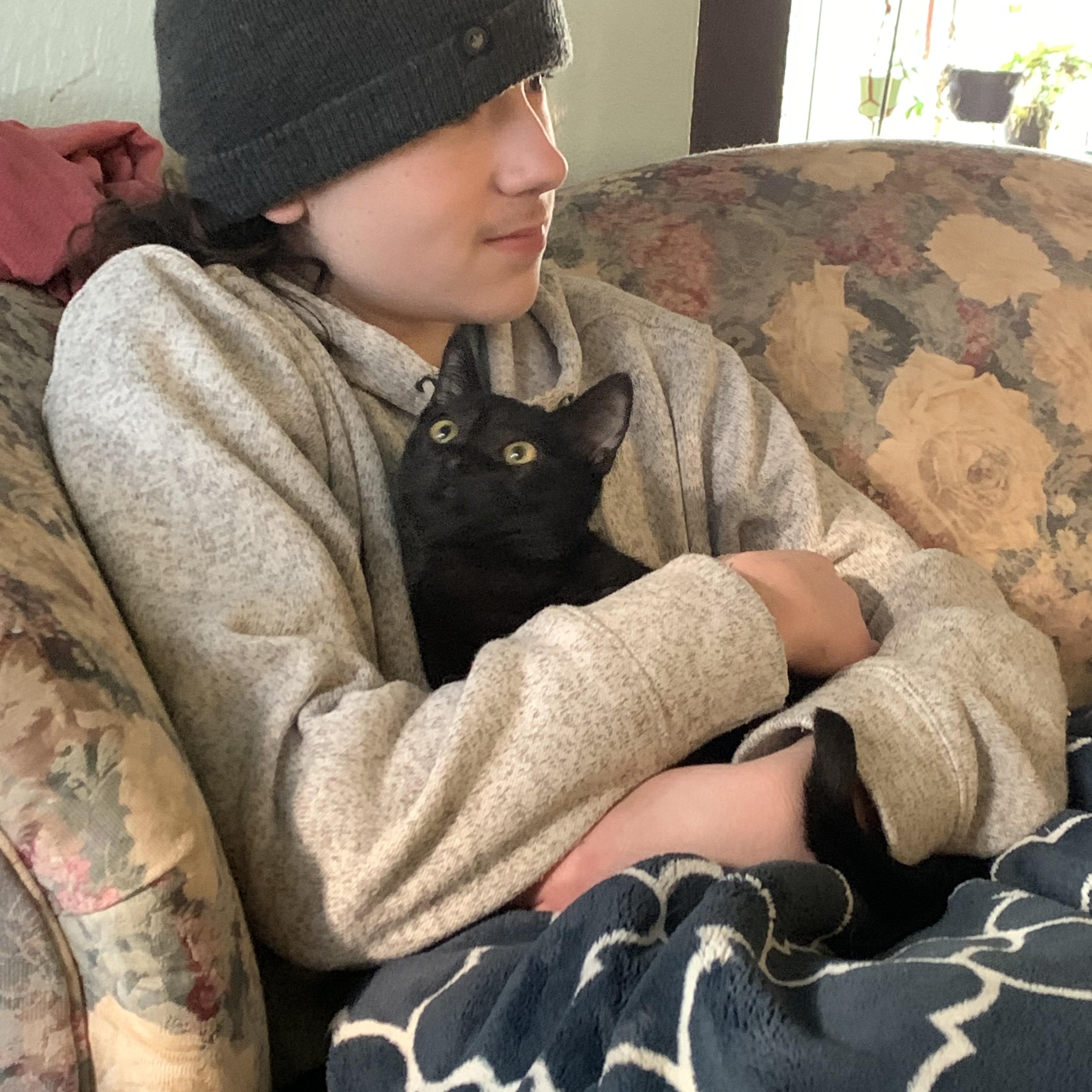 Watercolor, an adopted Domestic Short Hair in Kelso, WA image 2/6