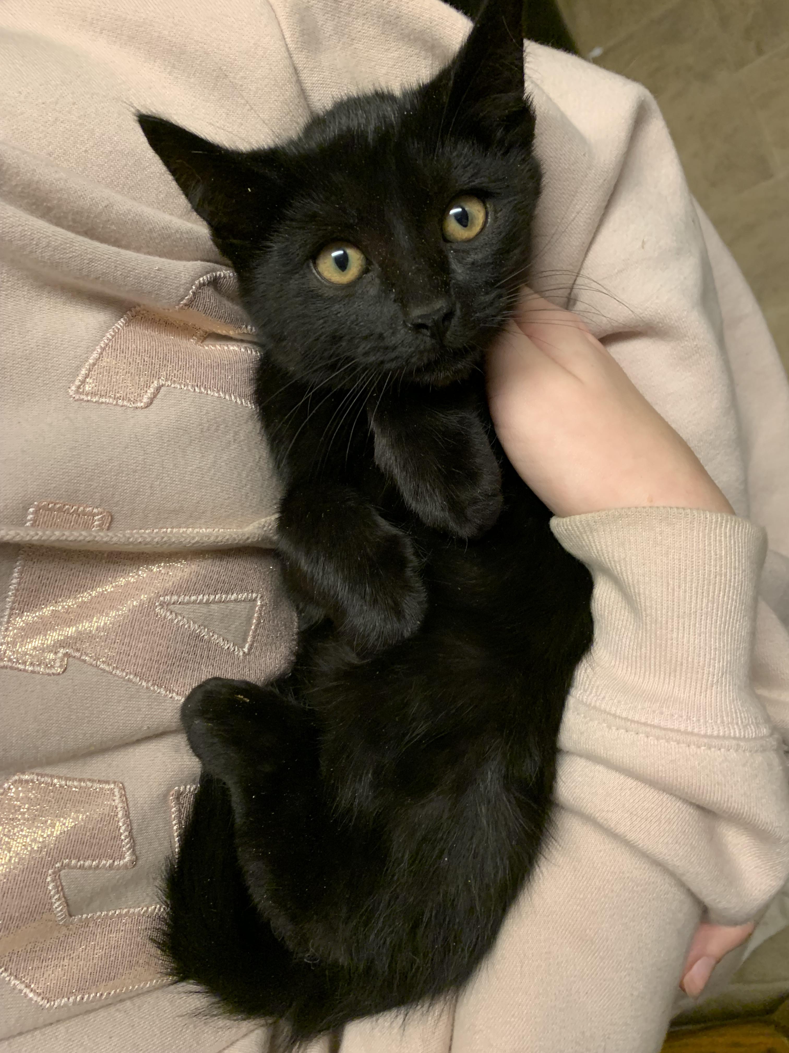 Watercolor, an adopted Domestic Short Hair in Kelso, WA image 3/6