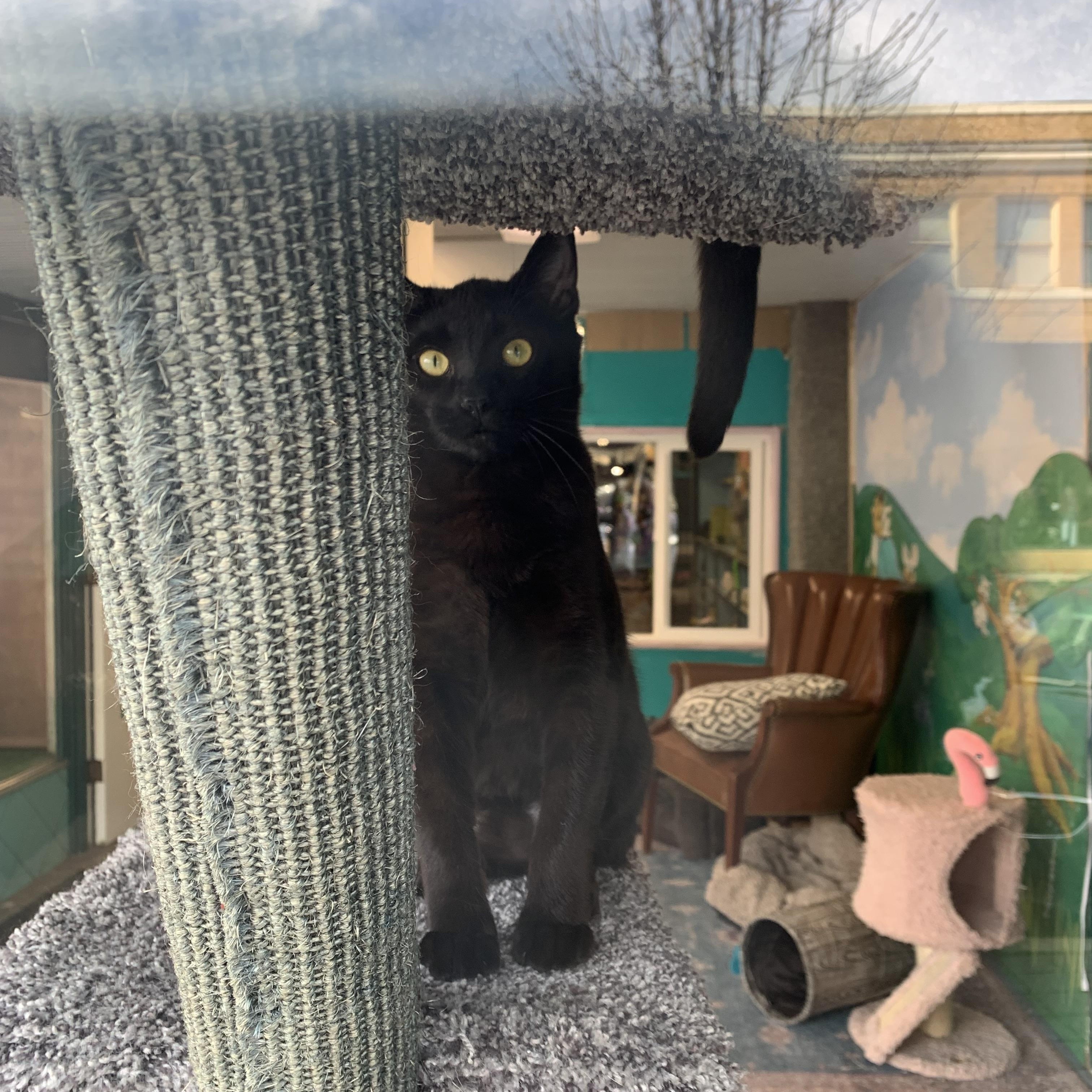 Watercolor, an adopted Domestic Short Hair in Kelso, WA image 6/6