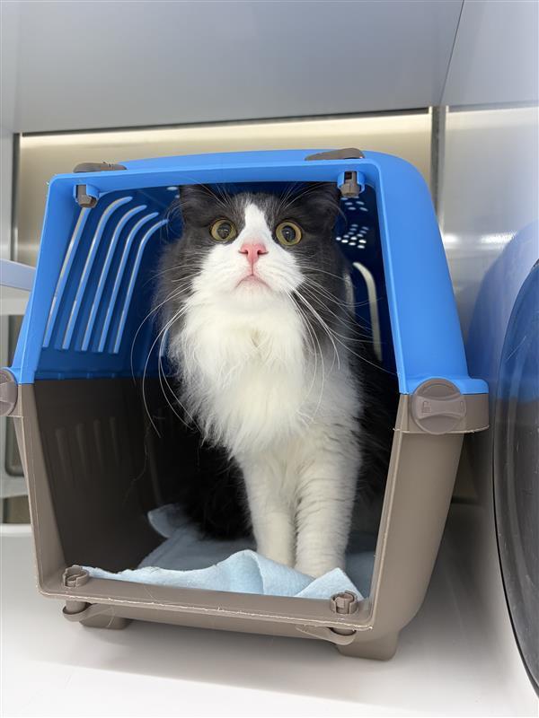 Tuna, Adoptable, Young Female Domestic Long Hair.