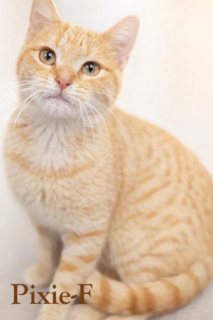 Enlarge Pixie, a Adoptable mixed breed in Guntersville, AL image 1/1