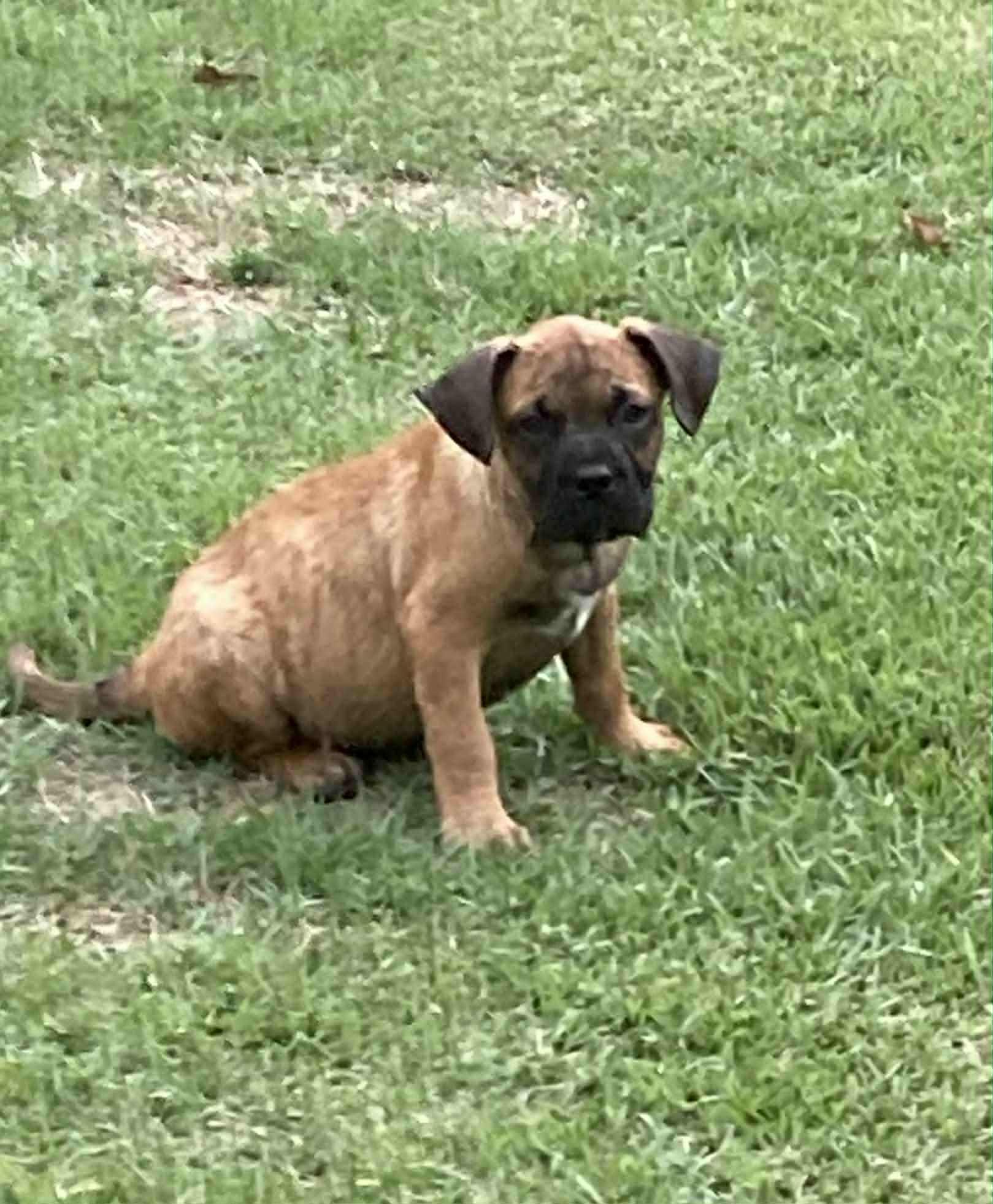 Bug, Baby Male French Bulldog