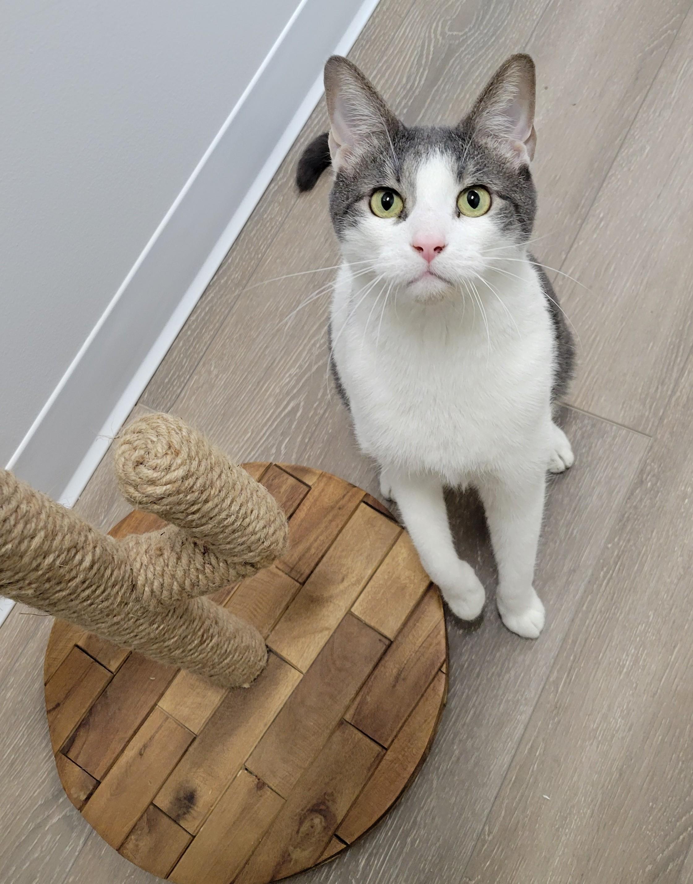 Monty, Adult Male Domestic Short Hair