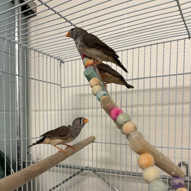 ATHENA, Adoptable, Adult Female Finch.