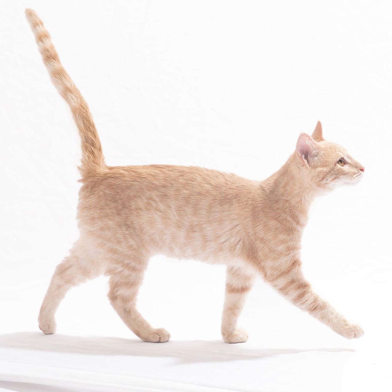 Clove Bitty, Adoptable, Young Male Tabby & Domestic Short Hair.